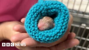 PDSA appeals for donations as demand places strain on finances