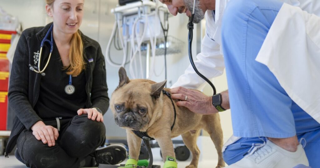 PAWS Act to help relieve financial stress on veterinarians and pet owners