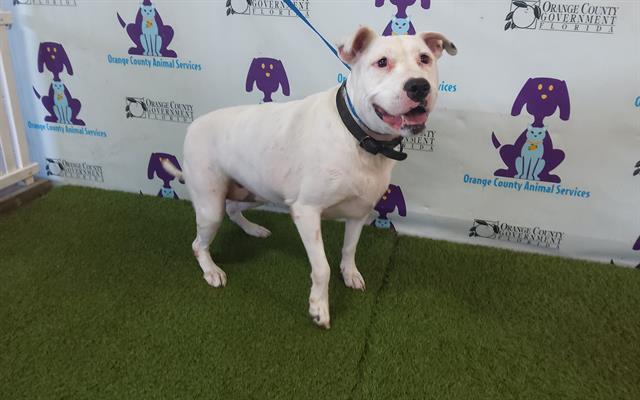 Animal Services Caring for Deceased Owners’ Dogs