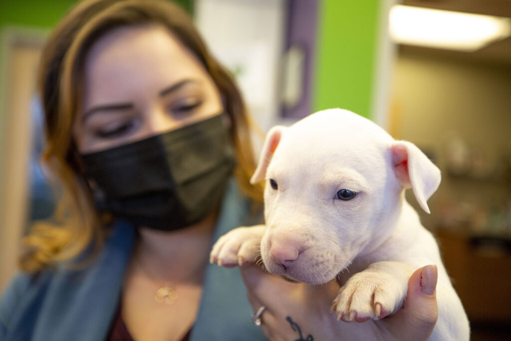 Colorado pet owners could see a new type of professional when their animals are sick