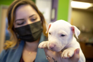 Colorado pet owners could see a new type of professional when their animals are sick