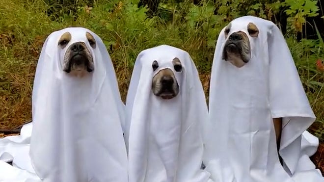 Can dogs eat pumpkin? A guide for the vegetable and its seeds