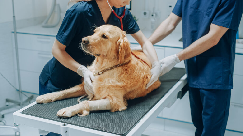 MSCP bets nutritional supplements are the next big thing in pet care