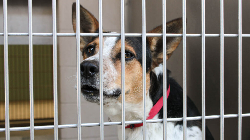 These Pets at OC Animal Care Are Looking for a Home