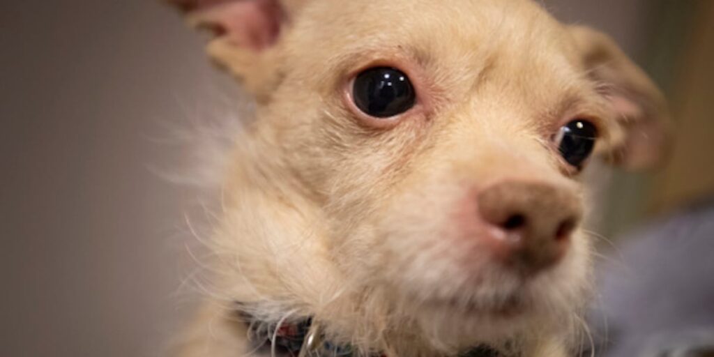 Pima Animal Care Center asks community to help prevent lost pets on New Year’s