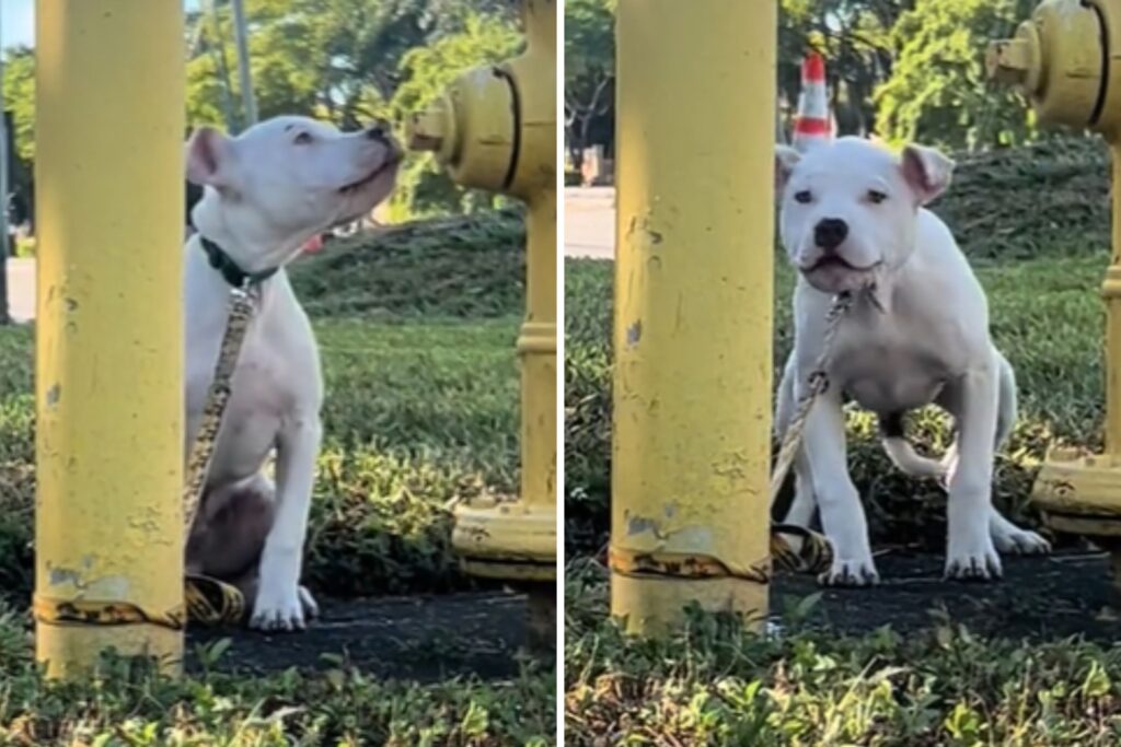 Tears As ‘Petrified’ Dog Screams for Help After Being Left Tied to Pole