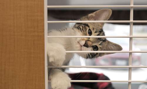 An inside look at DuPage County’s expanded animal shelter