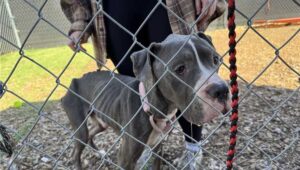 Emaciated dog getting a new lease on life