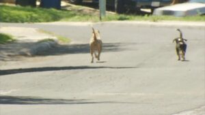 Animal Care Services shares update on new enforcement policies, strategic plan