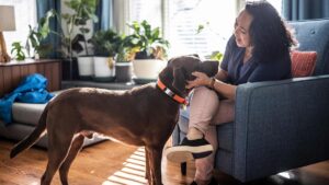 How economic health impacts the pet care market: Rover CEO