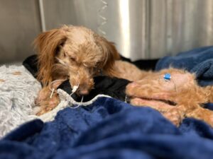 Emaciated poodle found on highway in Lawrence; MSPCA looking for owner