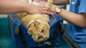 Why more than half of pet owners are declining veterinary care