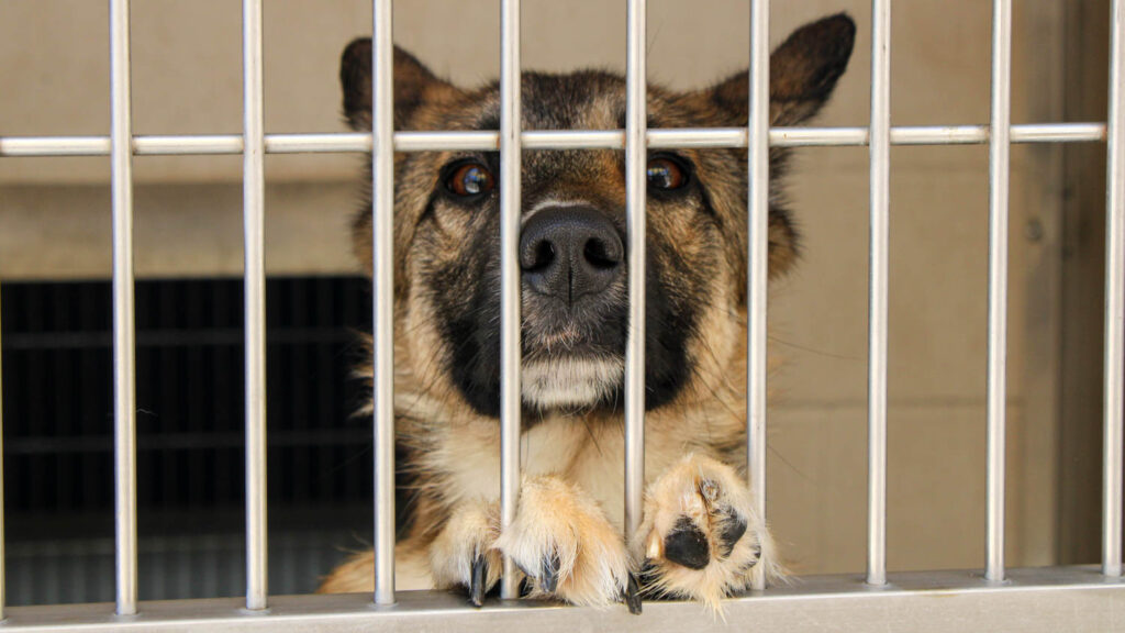 These Pets Are Available For Adoption At OC’s Animal Shelter