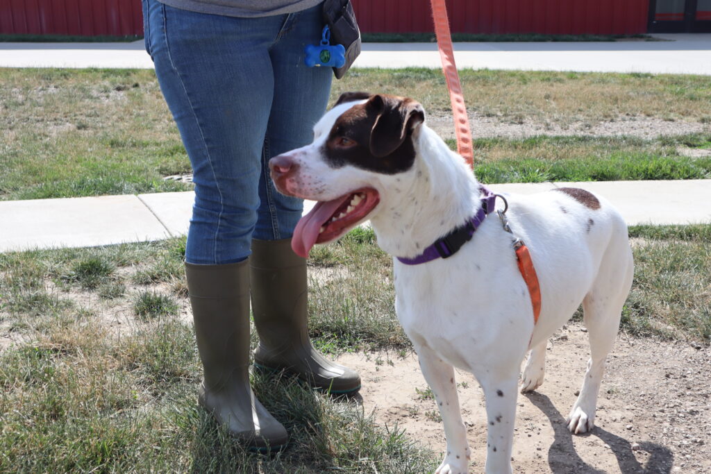 Hamburgers are safer than hot dogs: Tips for pet care during extreme heat