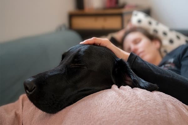 Pet Care During Cancer Treatment