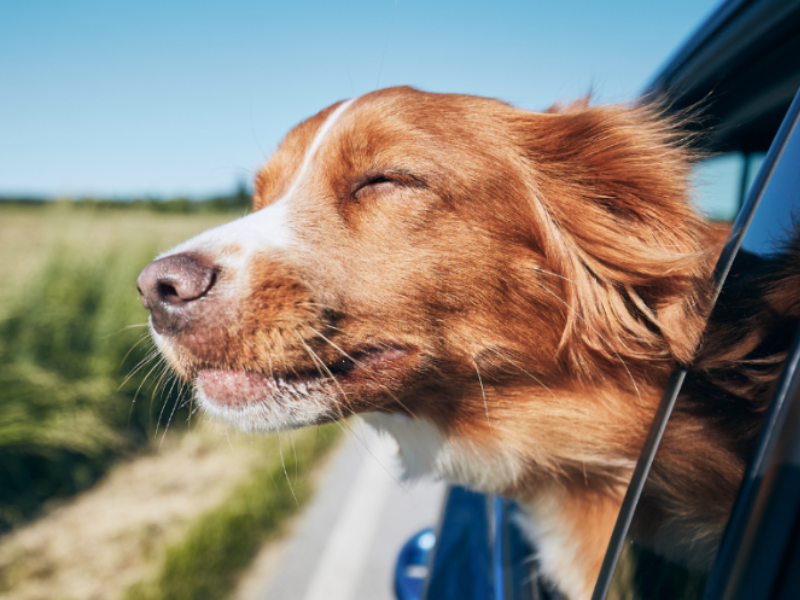 Summer Dog Care: Tips for Pet Parent Safety