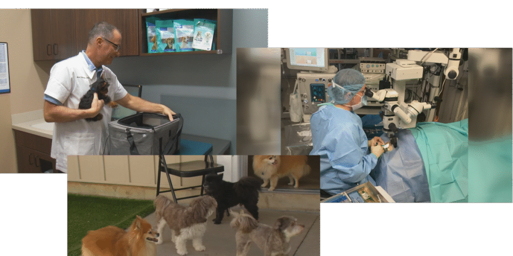 Our Town Hiawatha: Pet businesses