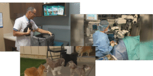 Our Town Hiawatha: Pet businesses