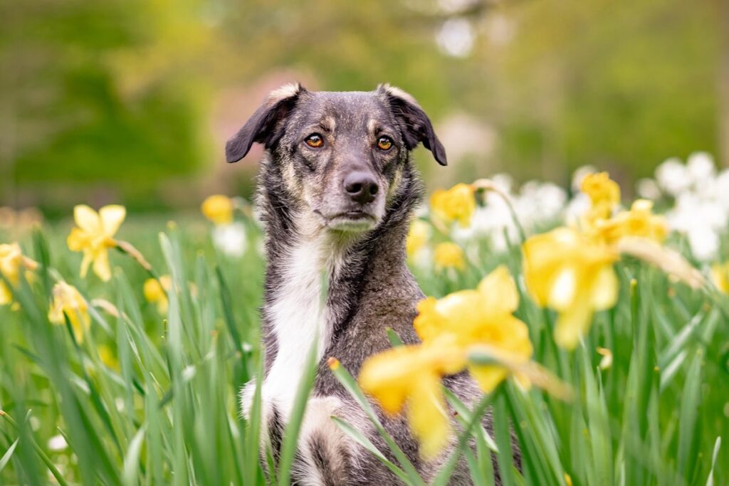 Pet food prices hold steady while overall ‘petflation’ hits two-year high