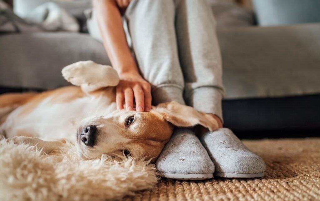 Study finds most clients underestimate lifetime pet care costs