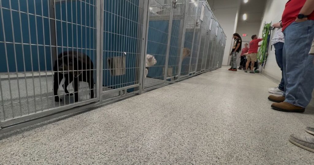 Nash County animal shelter director fired, free adoption event held to help shelter :: WRAL.com