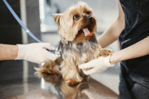 Seeking a second opinion for your pet