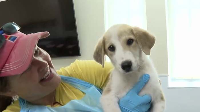 ACS seeking volunteers to help with shelter animals from Williamson County