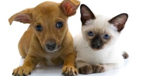 Colorado Springs pet related information and events starting July 19 | Events