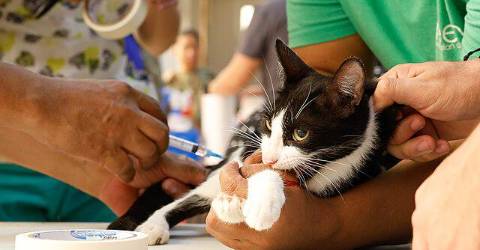 Cost of Caring for Pets is Soaring, but Help May Be On the Way