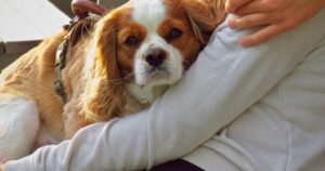 People are really struggling to afford their pets right now. Here’s what you can do.