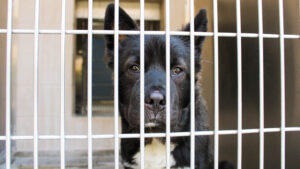 These Pets at OC Animal Care Are Available For Adoption This Summer