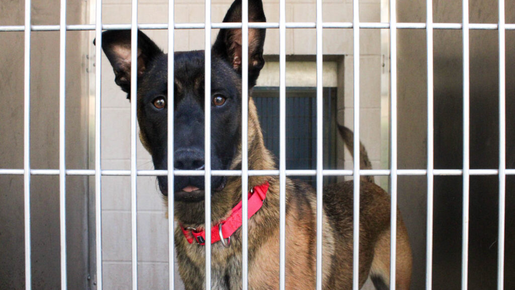 Dogs and Cats Available for Adoption at OC Animal Care