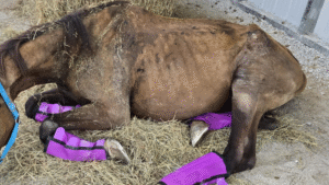 Cincinnati Animal CARE asks for help to care for horses from equestrian facility