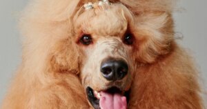 The pawsh life of pets