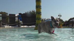 Amaya Money finds affordable pet care at ABC Clinic and fundraiser