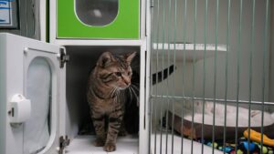 Local animal shelters temporarily halt cat adoptions due to illness