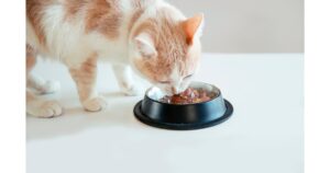 3 Startups Tapped for Pet Food Sustainability Program