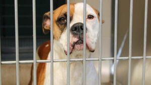 These Pets Are Available For Adoption at OC Animal Care