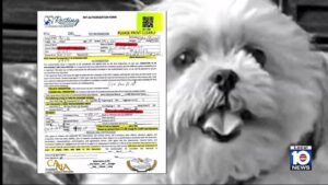 Miami Shores dog dies under care of Rover dogsitter who may have covered up cause