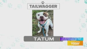 Tuesday Tailwagger features Tatum – sponsored by Hughes Flooring., and Mohawk Pet Premier