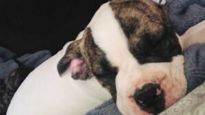 Inside an ACS investigation from the pet owner’s point of view