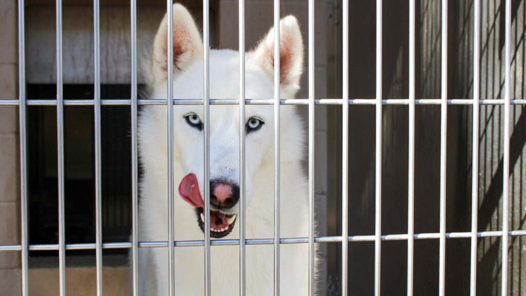 These Pets at OC Animal Care Are Looking for a Home Ahead of the Holidays