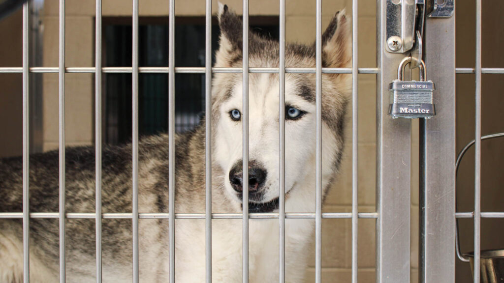 More Pets at OC Animal Care Are Available For Adoption Ahead of the New Year