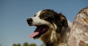 Farm Bureau Names 2026 Farm Dog of the Year