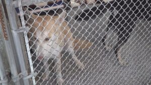 Beaumont Animal Care seeks foster families for dogs as temperatures drop