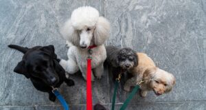 Pet Sitter in SF’s Lake Merced Under Investigation for Deaths of Two Dogs, Neglect of Others