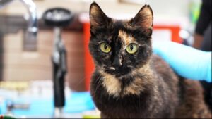 New California laws aim to protect pets, boost veterinary care in 2026