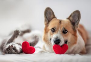 From the Guidelines: Share the love with senior care kits