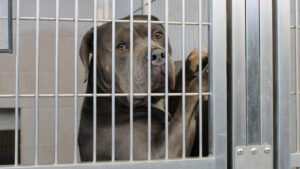 Adoptable Pets Available at OC Animal Care